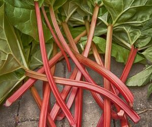 The Puckering Pleasure of Rhubarb